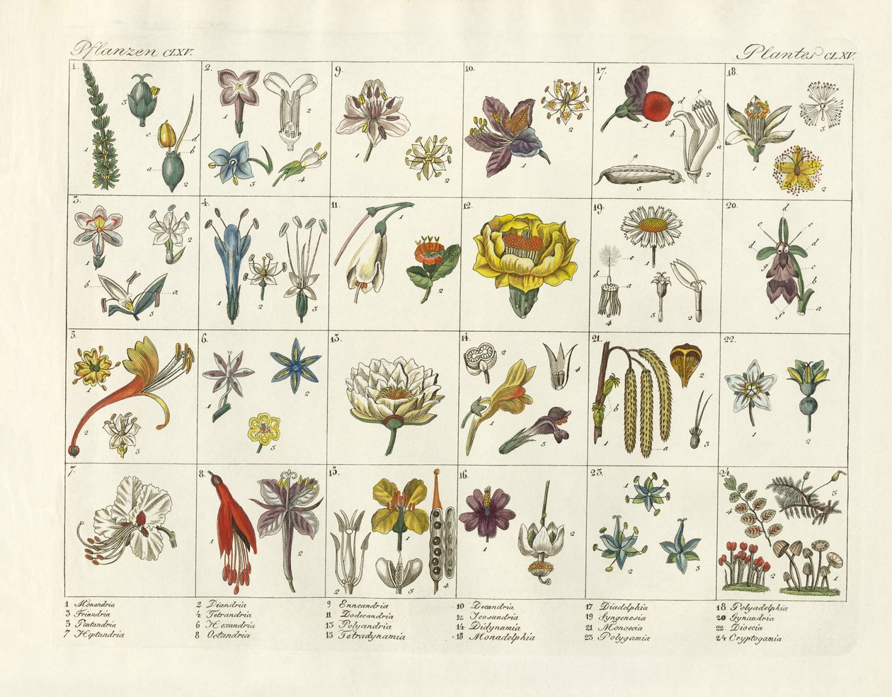 Linnaeus's plant system by German School: Fine art print