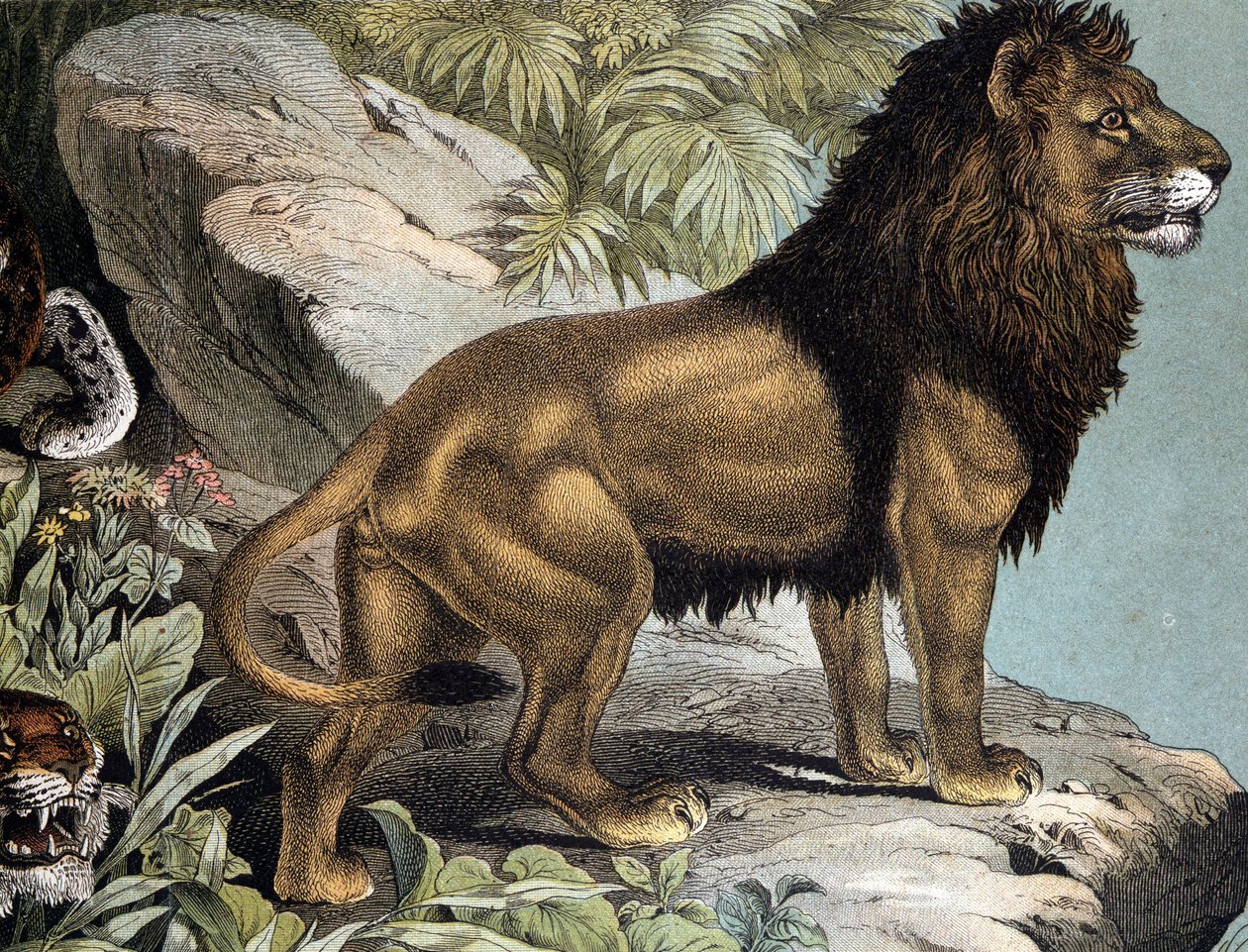 Lion - in 
