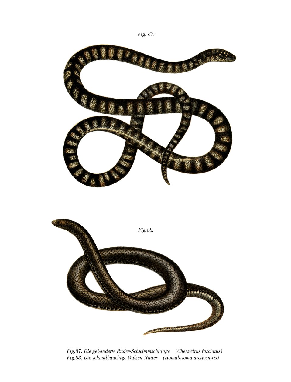 Little File Snake by German School: Buy fine art print