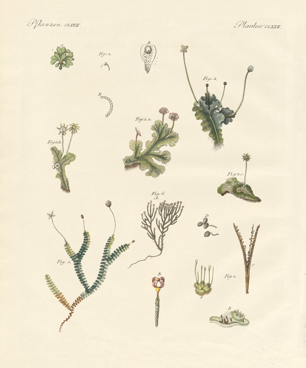 Liverworts by German School