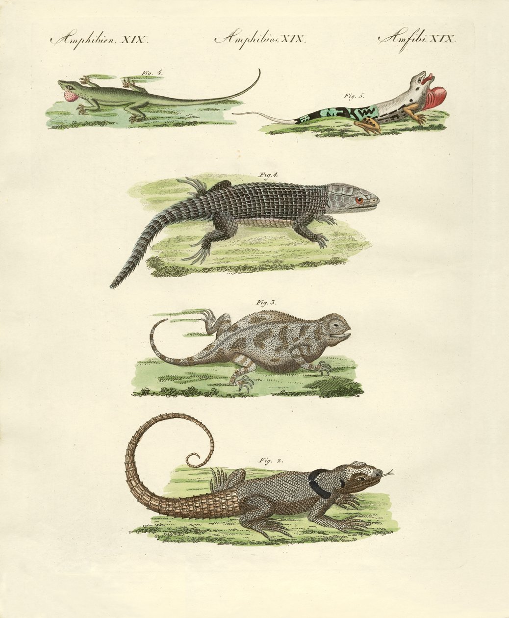 Lizards by German School