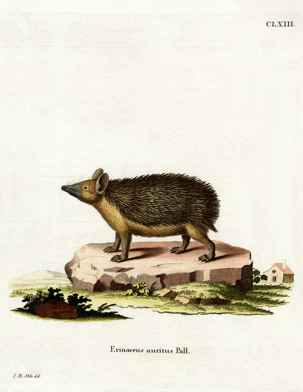 Long-eared Hedgehog by German School