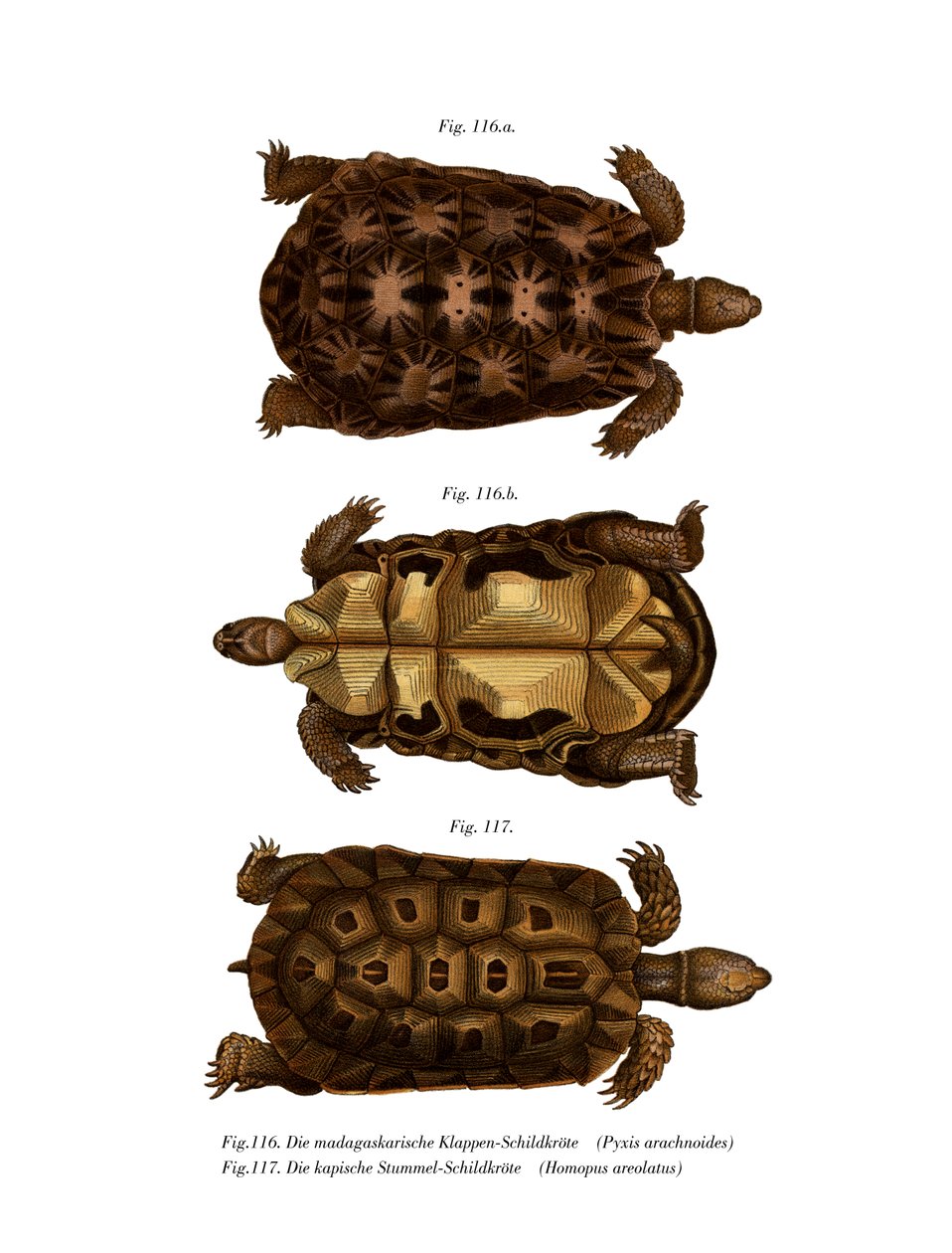 Madagascan Spider Tortoise by German School