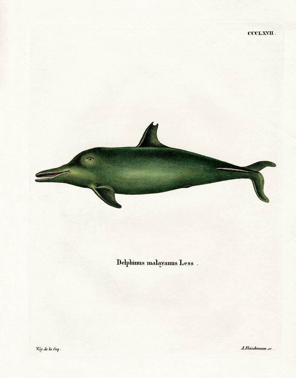 Malayan Dolphin by German School