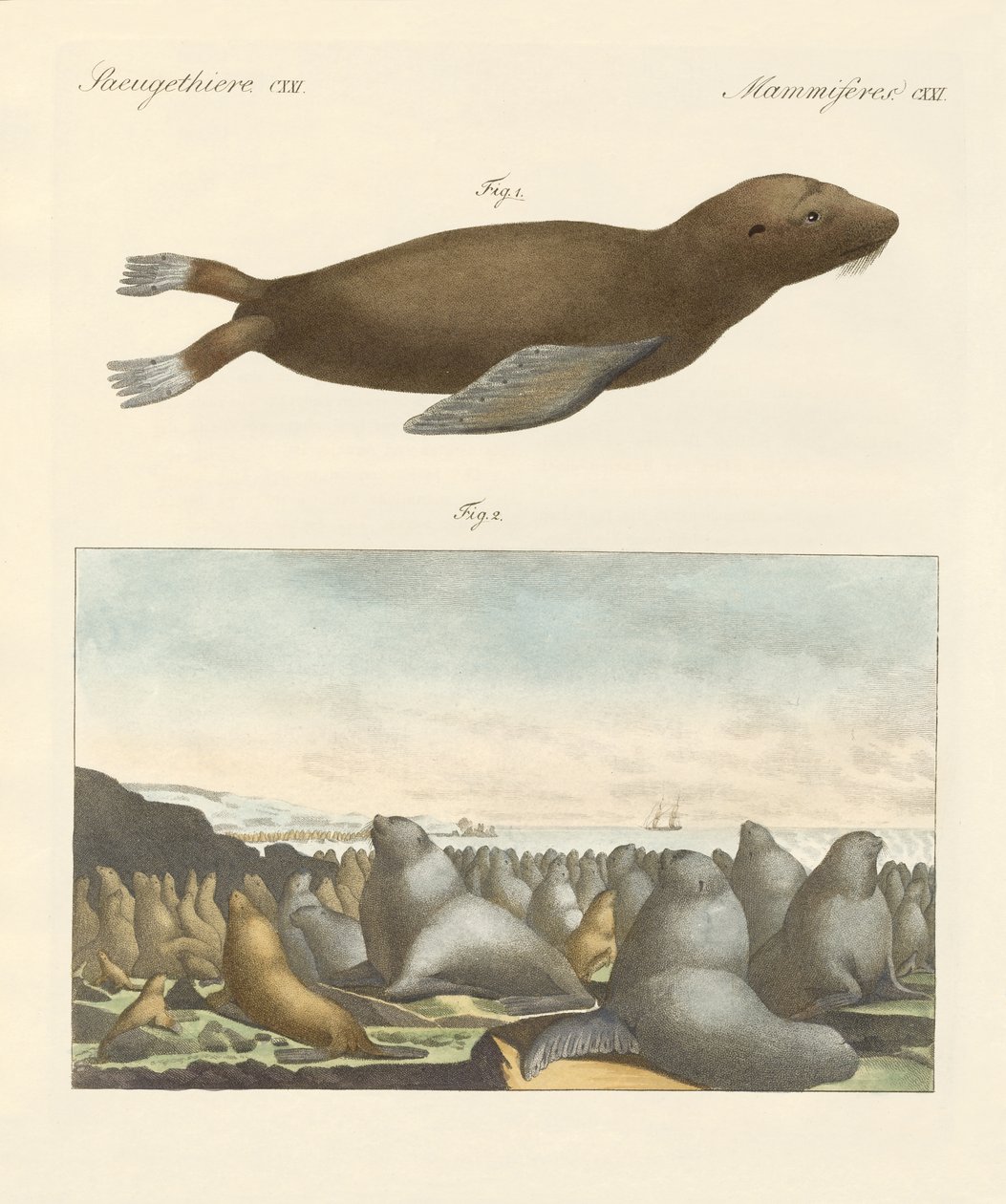 Mammals by German School