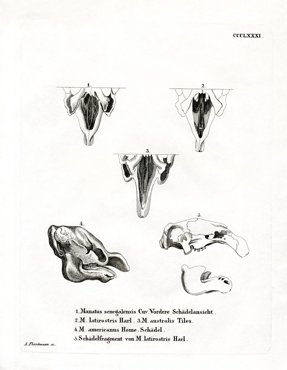 Manatee Skulls by German School