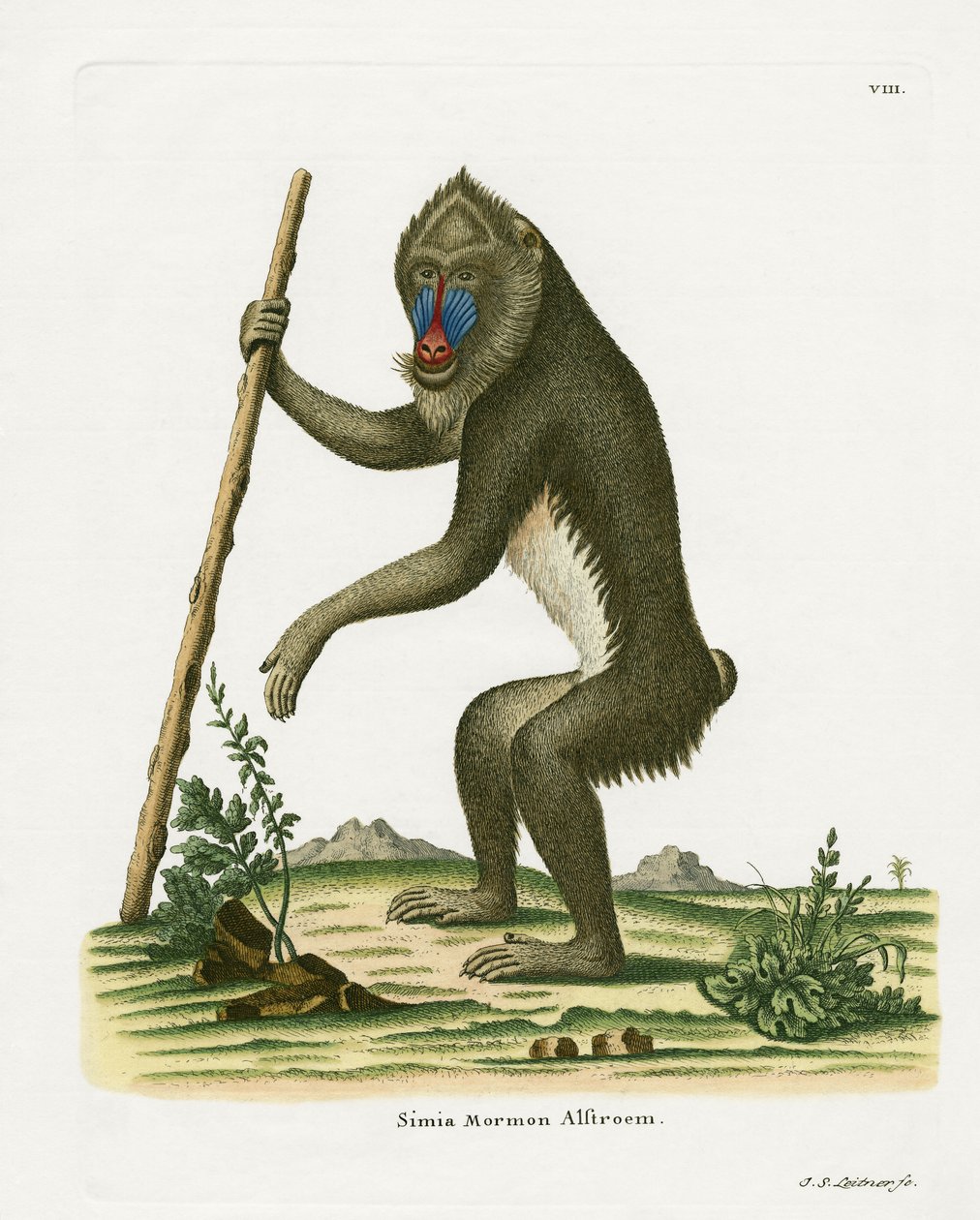 Mandrill by German School