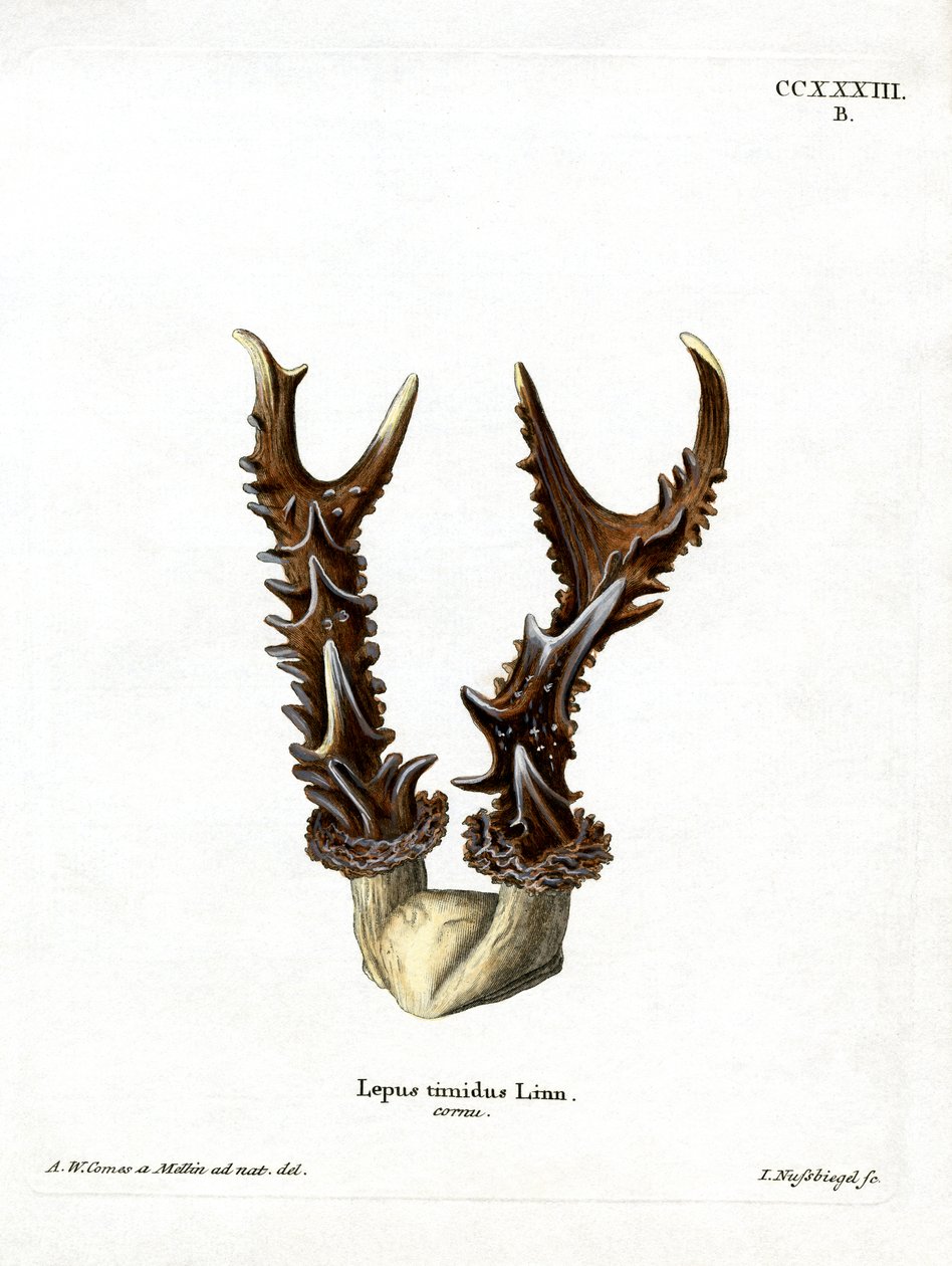 Mountain Hare Antlers by German School