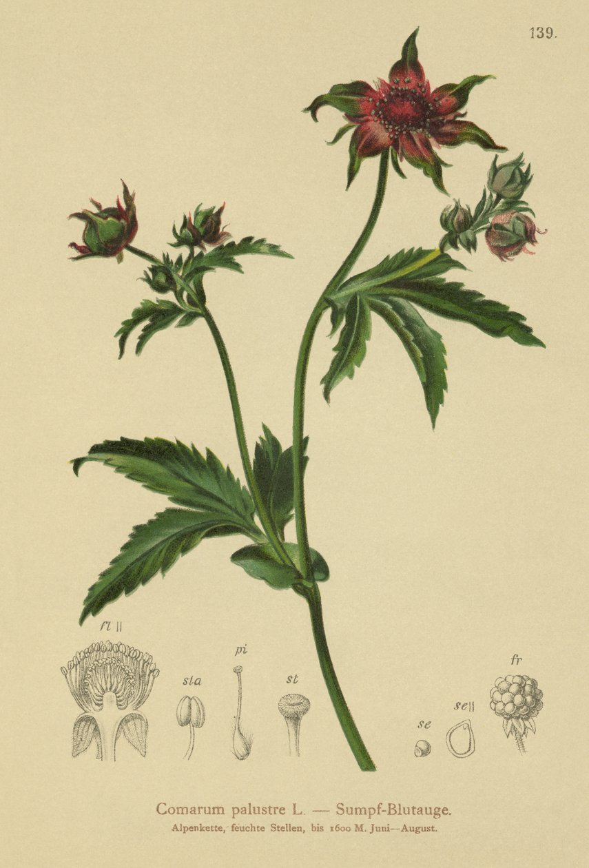 Marsh Cinquefoil by German School