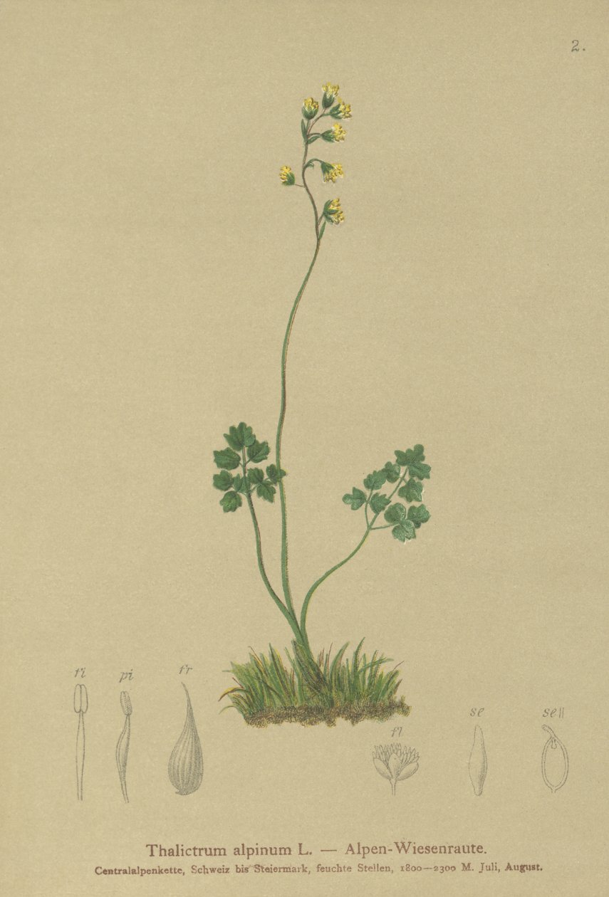 Meadow-rue (Thalictrum alpinum) by German School