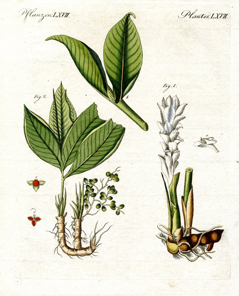 Medical Plants by German School