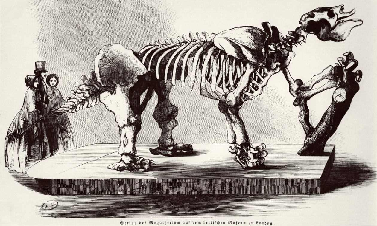 Megatherium Skeleton at the British Museum by German School