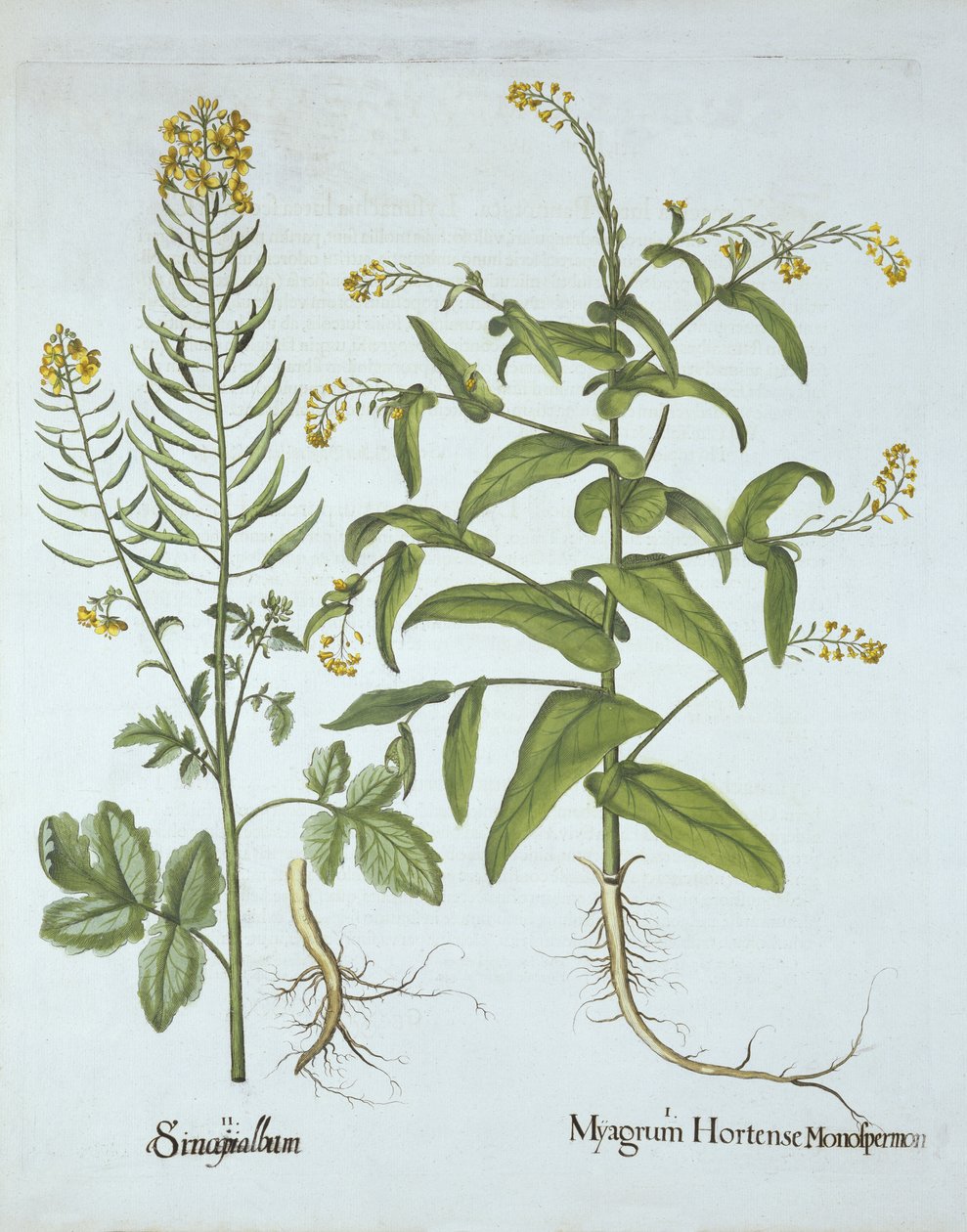 Mitre Cress and White Mustard, from Hortus Eystettensis by German School