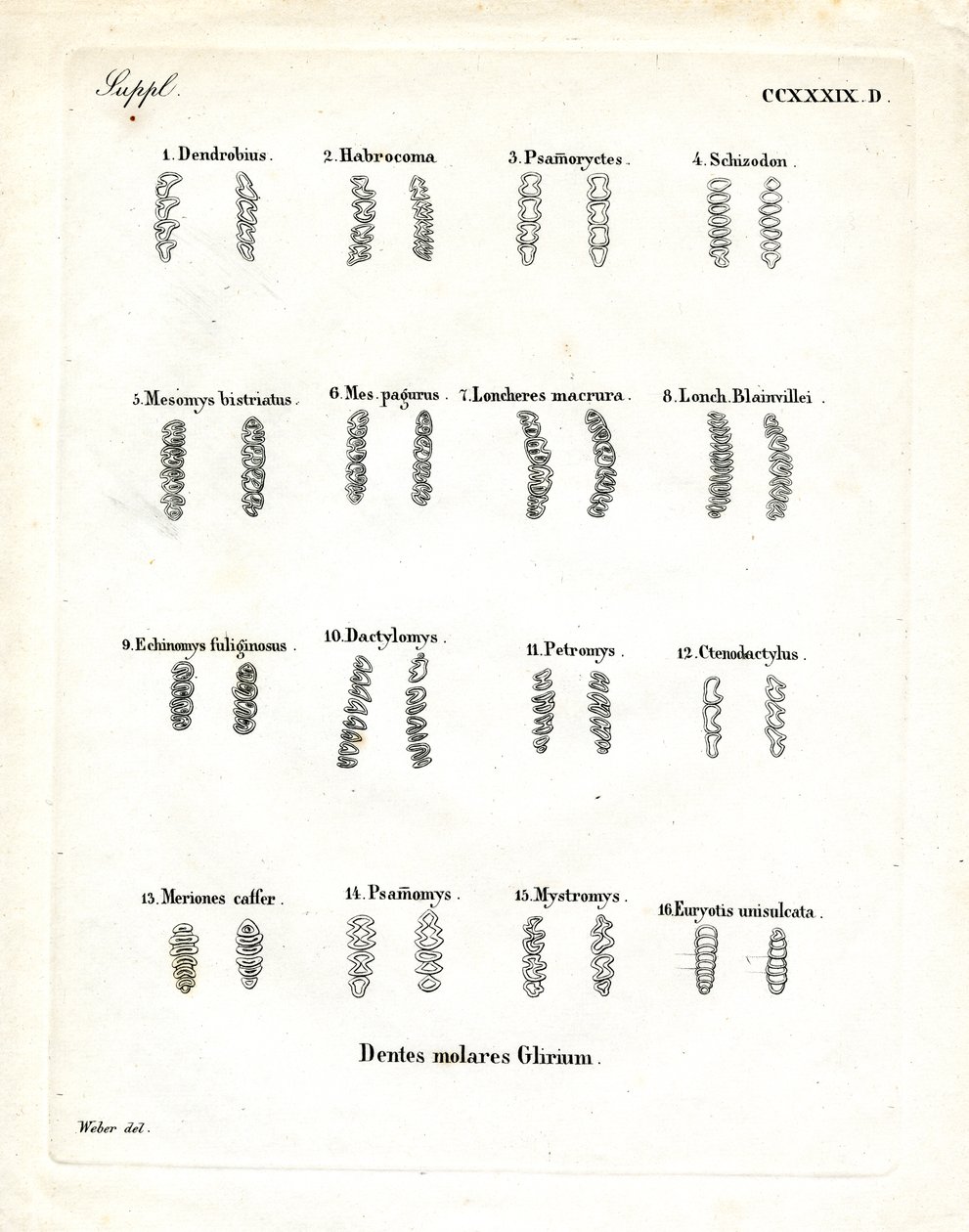 Molars by German School