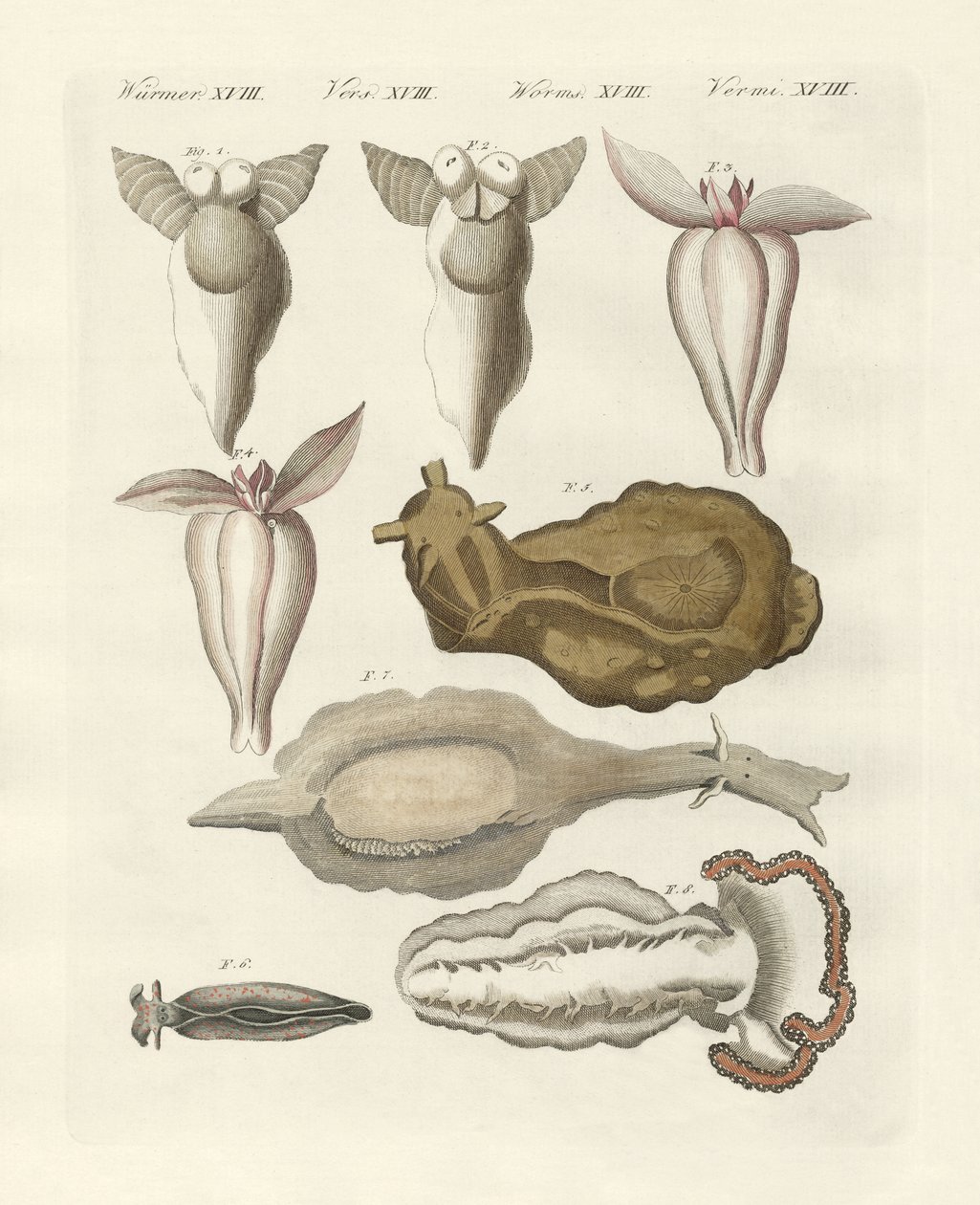 Molluscs by German School