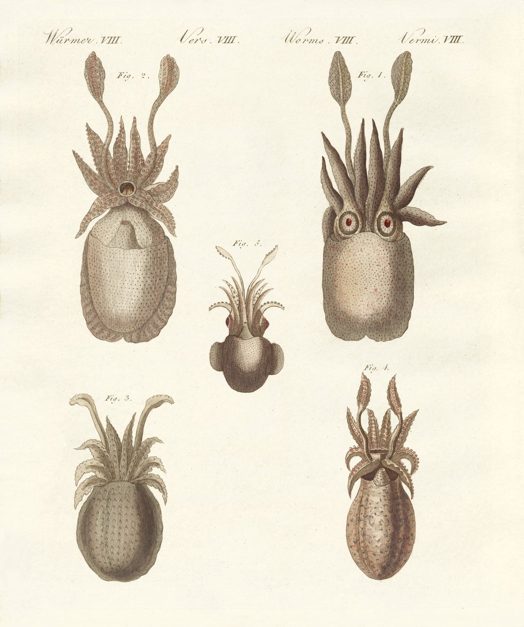 Molluscs or Soft Worms by German School