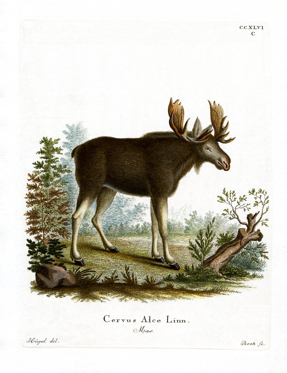 Moose by German School