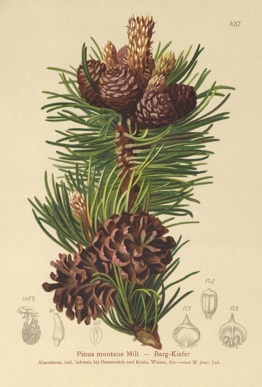 Mountain Pine (Pinus montana, Pinus mugo)  by German School