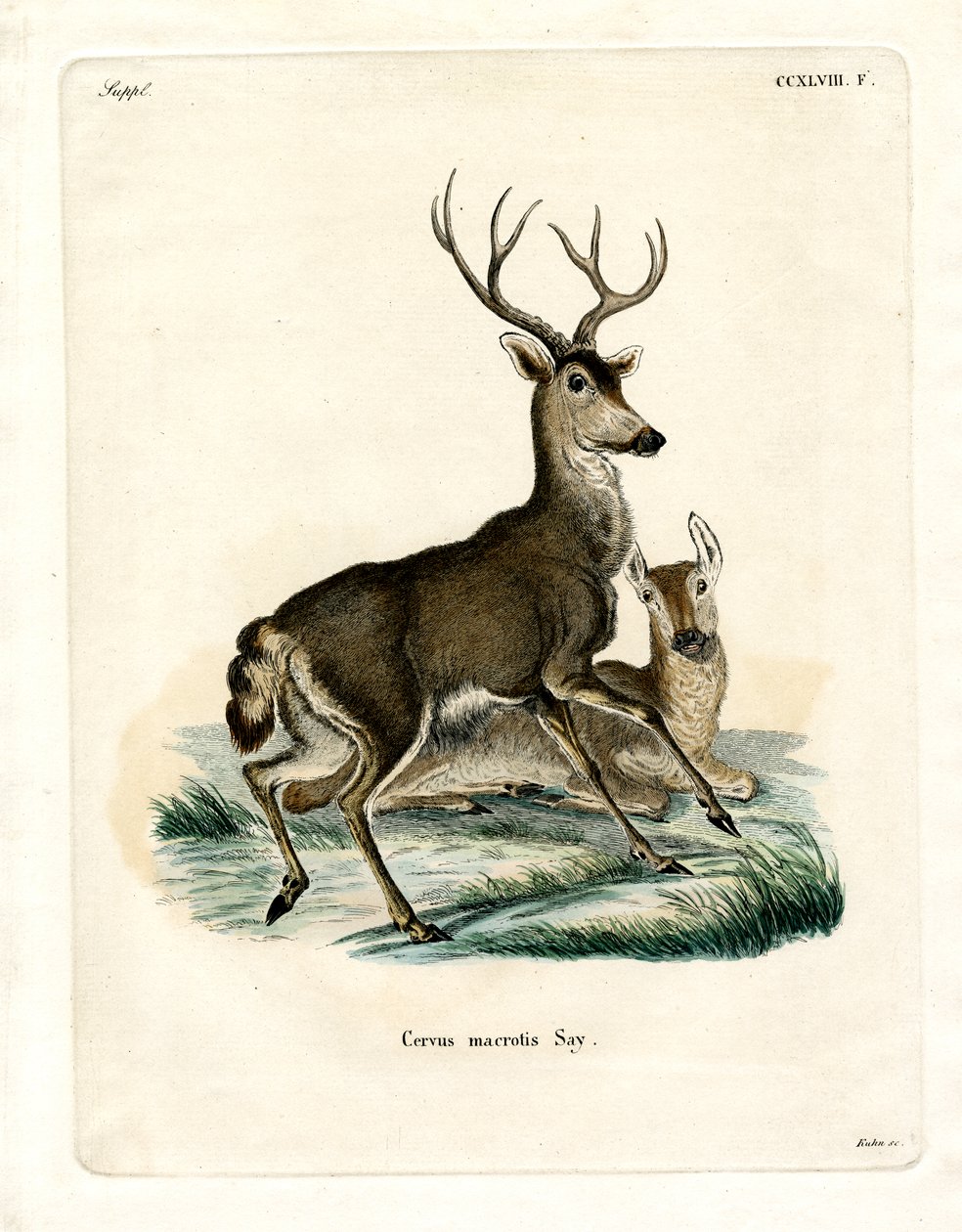 Mule Deer (coloured engraving) by German School