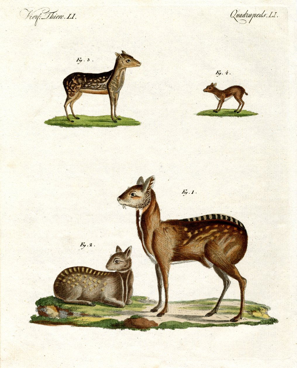 Musk Animals by German School
