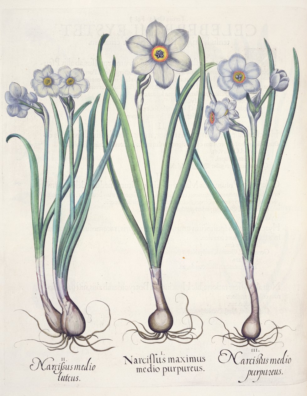 Narcissi, from the Hortus Eystettensis by Basil Besler, pub. 1613 by German School