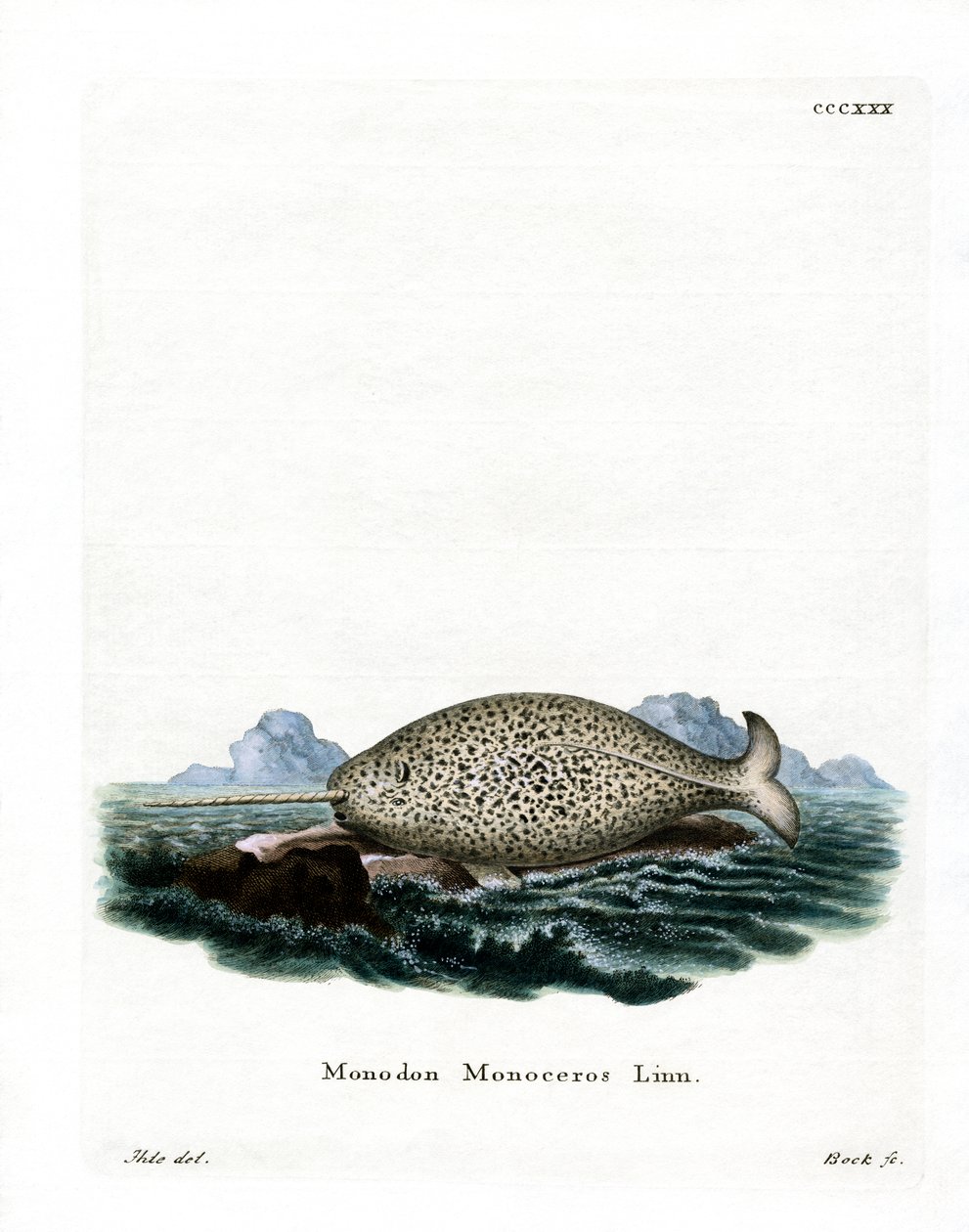 Narwhal by German School
