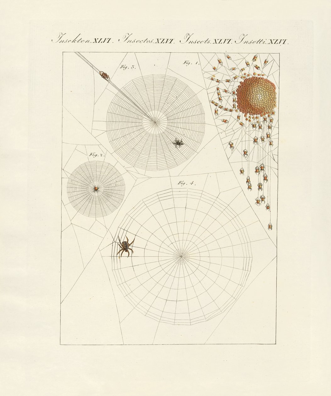 Natural History of the Spider by German School