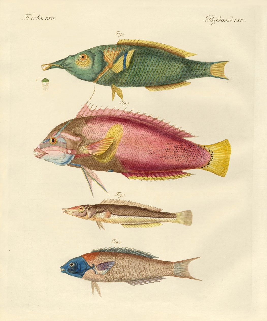 New-discovered fish by German School