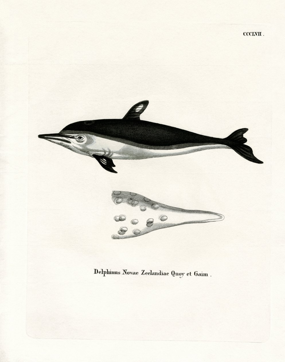 New Zealand Dolphin by German School
