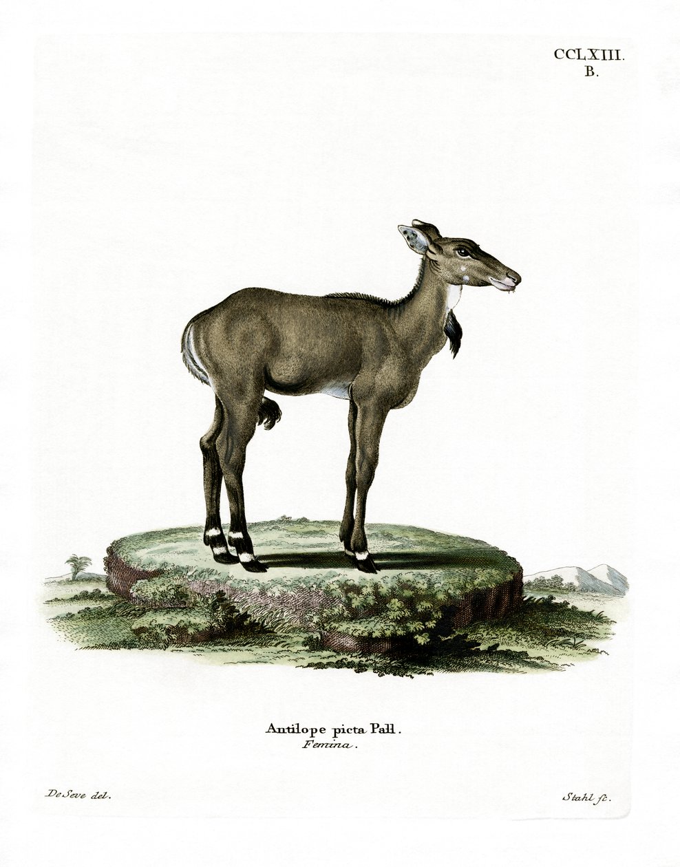 Nilgai by German School