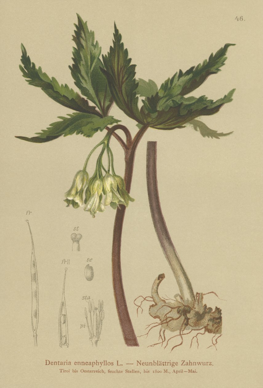 Nine-leaved Coral Wort (Dentaria enneaphyllos)  by German School