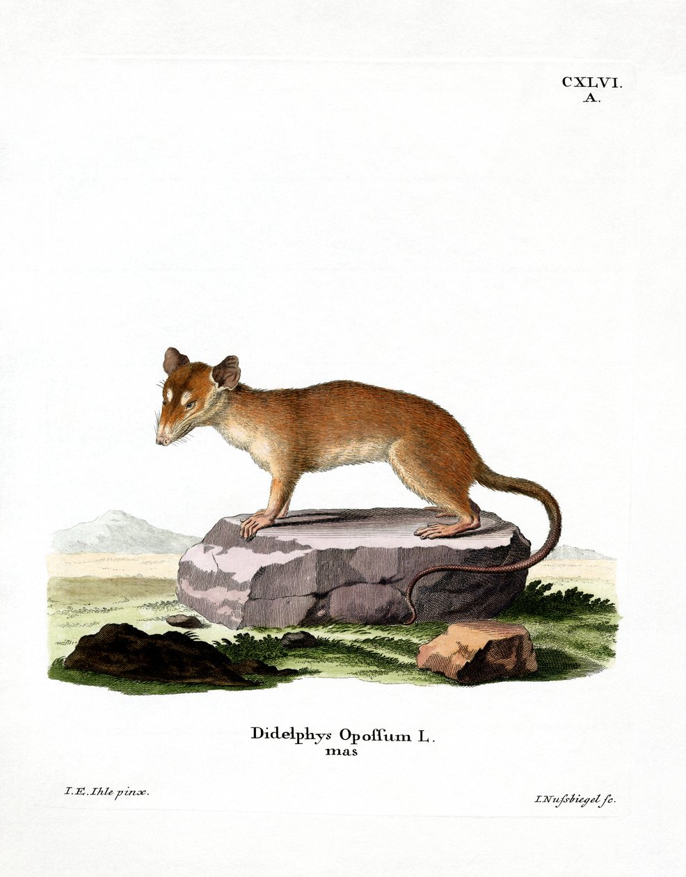 North American Opossum by German School