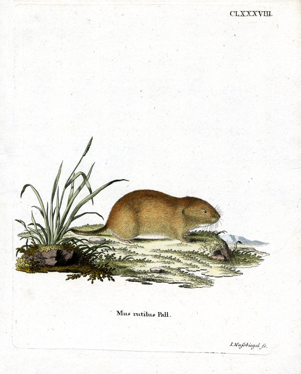 Northern Red-Backed Vole by German School