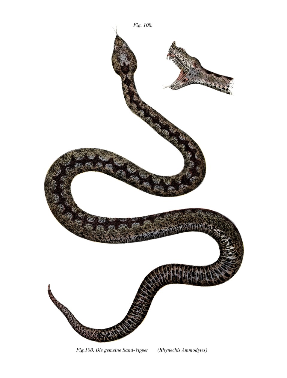 Nose-horned Viper by German School