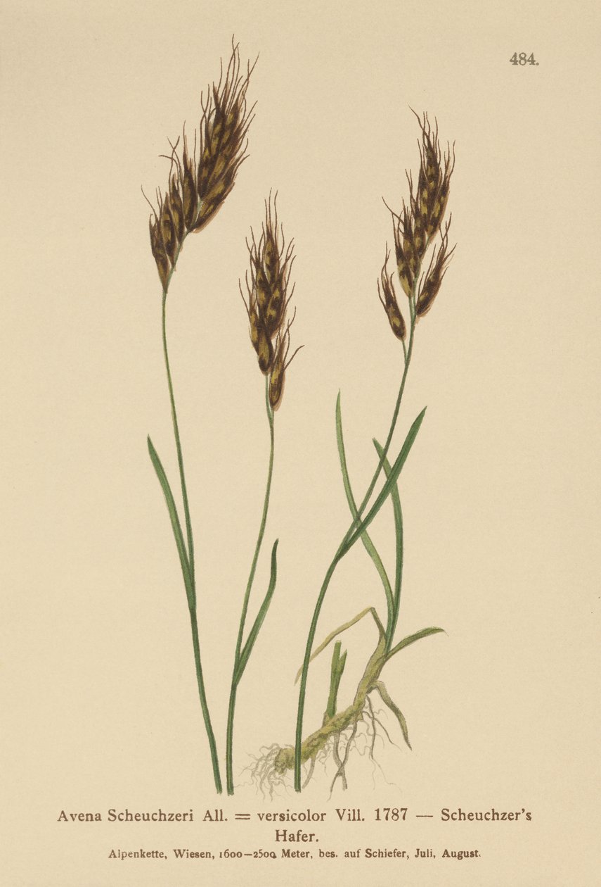 Oat-grass by German School