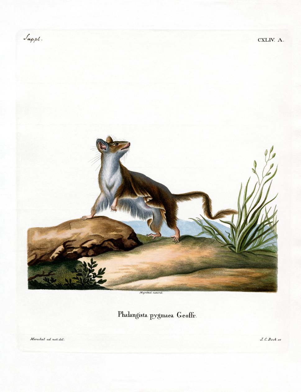 Opossum Mouse by German School