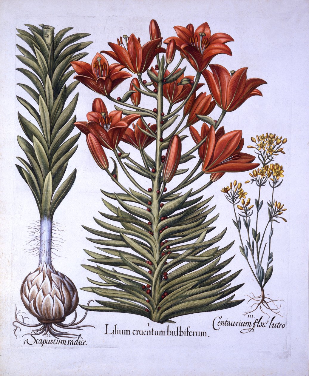Orange Lily with Bulbils and Bulbs, Late-Blooming Blackstoria, from Hortus Eystettensis by German School