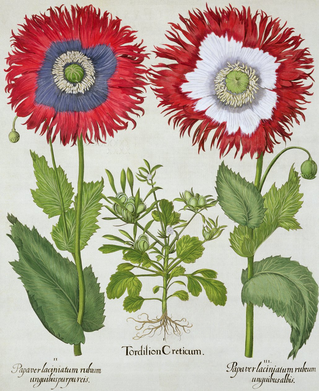 Ornamental Poppies, from the Hortus Eystettensis by Basil Besler, pub. 1613 by German School