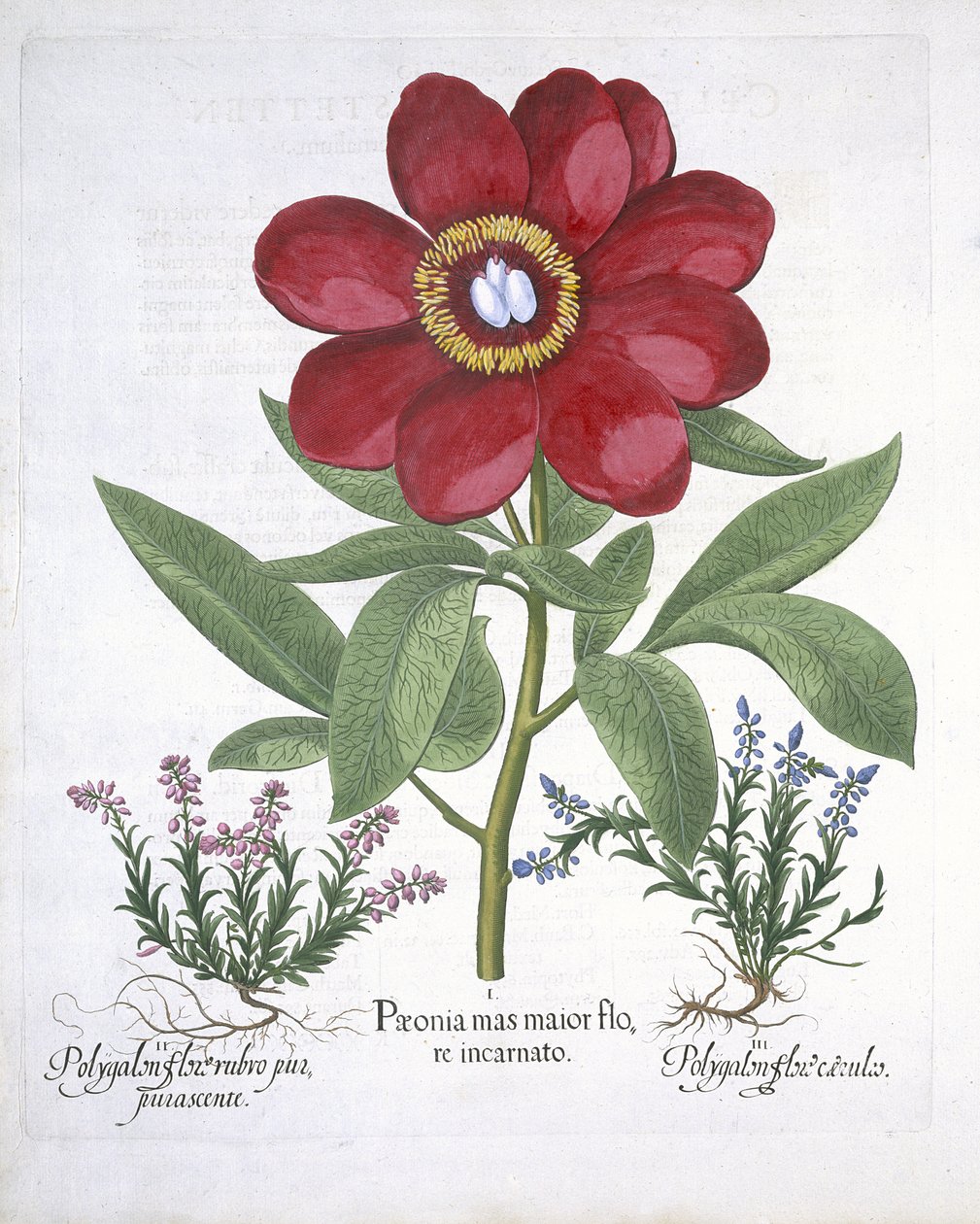 Paeony and two Polygalons, from Hortus Eystettensis by Basil Besler, pub. 1613 by German School