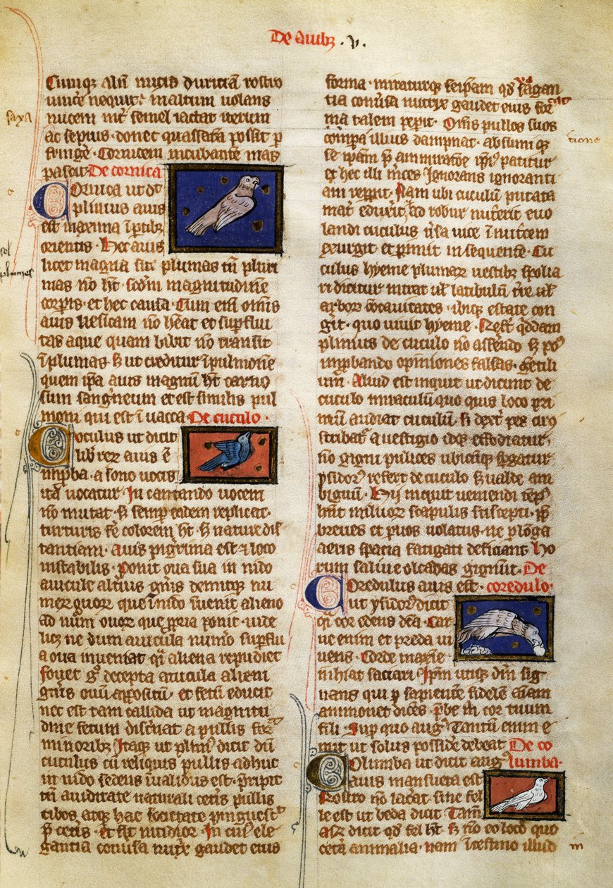 Page from De Natura Rerum on Birds, by Albertus Magnus (circa 1200-1280) by German School