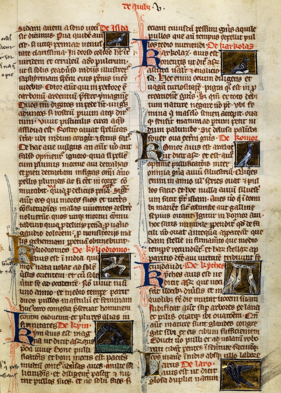 Page from De Natura Rerum on birds by German School
