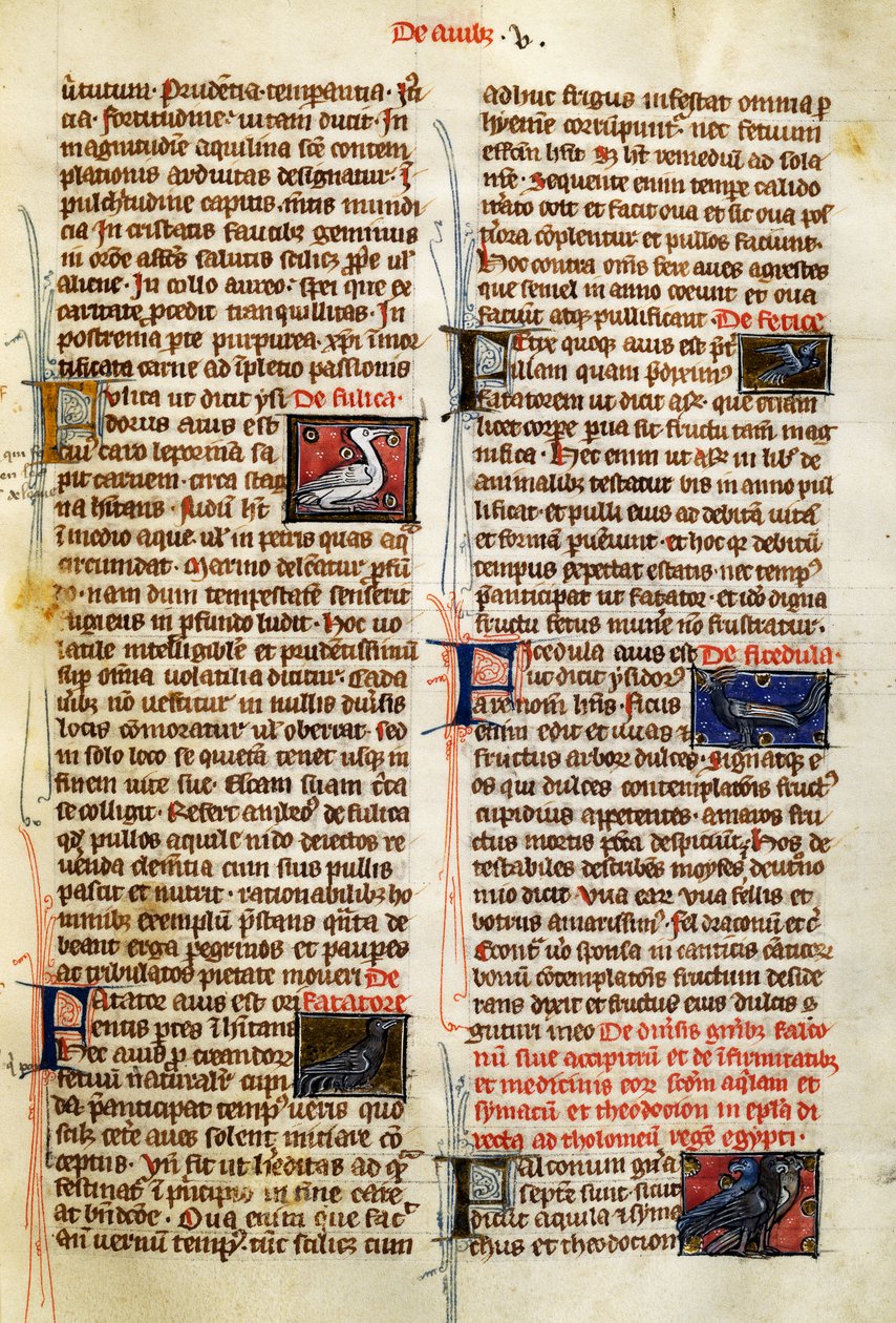 Page from De Natura Rerum on birds by German School