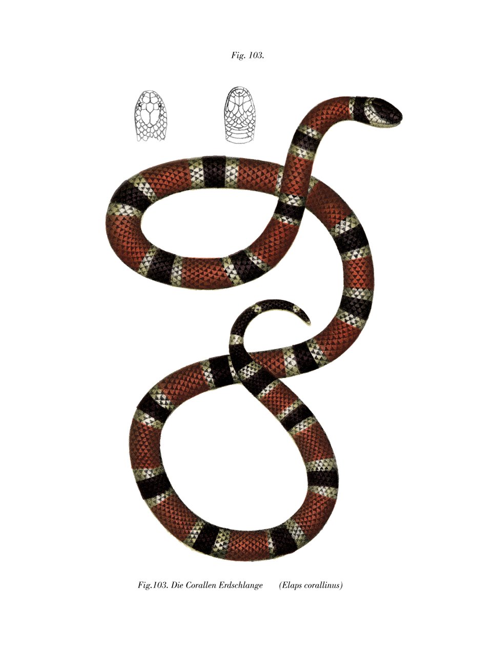 Painted Coral Snake by German School