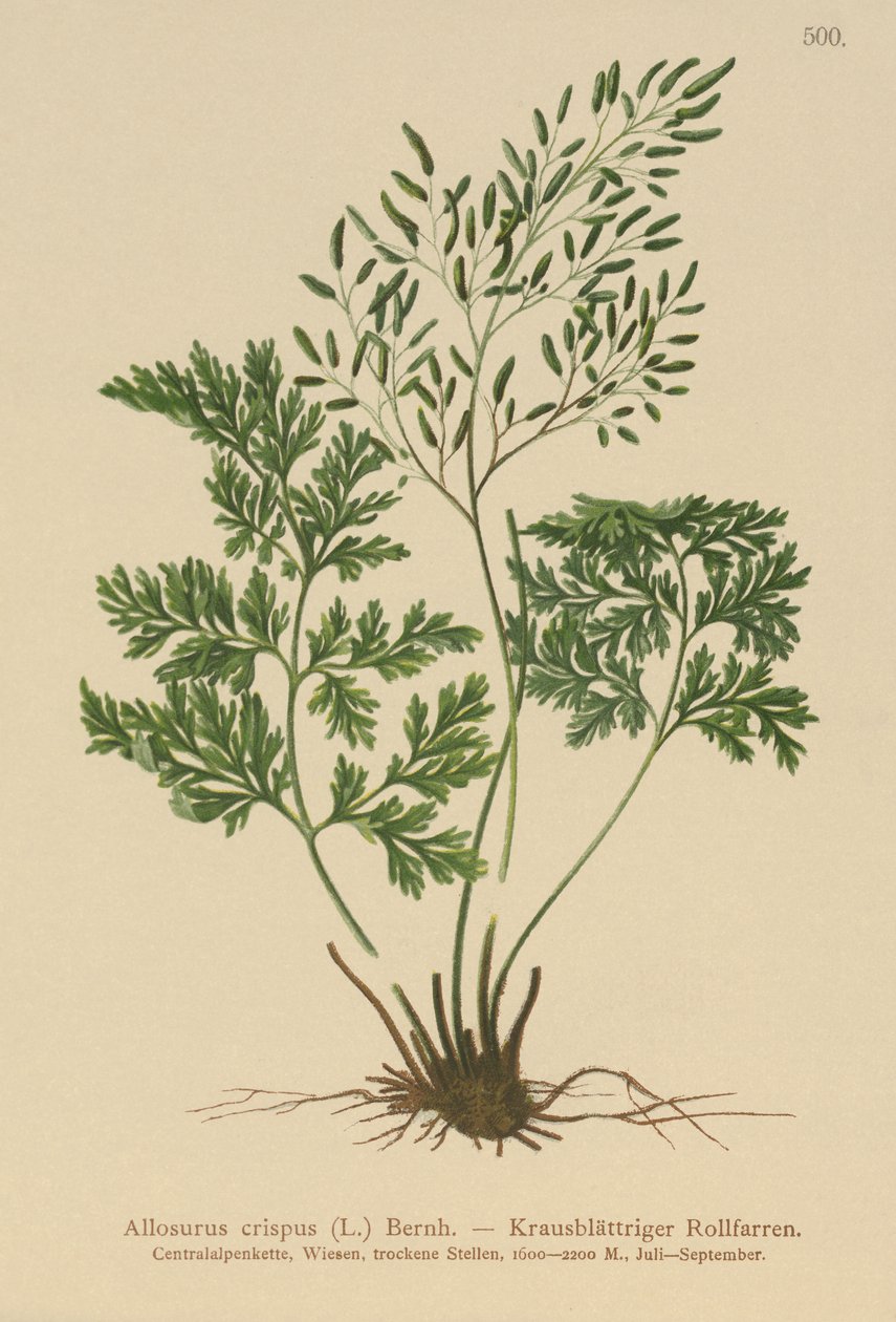 Parsley Fern by German School
