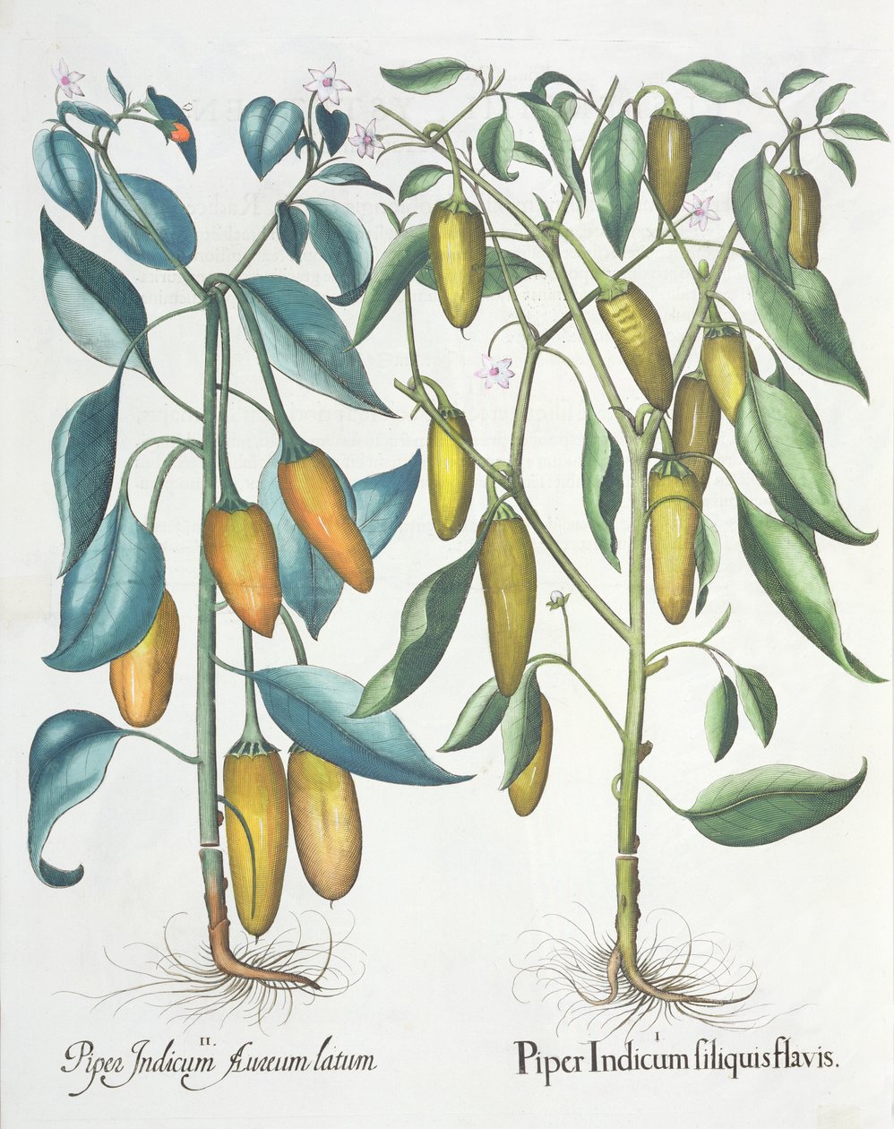 Peppers: 1.Piper Indicum filiquis flavis; 2.Piper Indicum aureum latum, from the Hortus Eystettensis by Basil Besler (1561-1629), pub. 1613  by German School