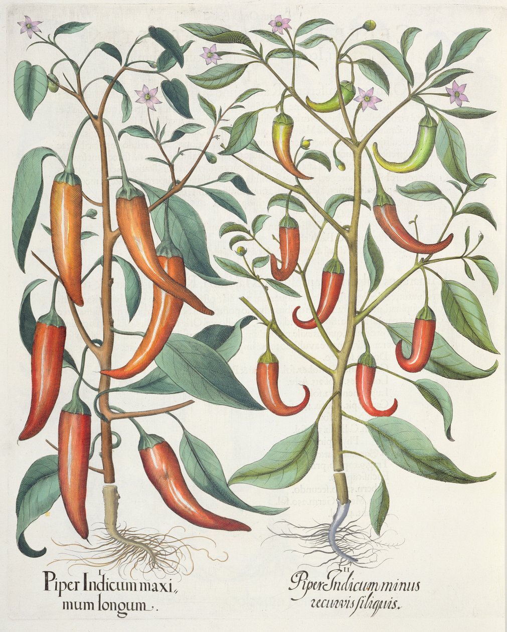 Peppers, from the Hortus Eystettensis by Basil Besler, pub. 1613 by German School