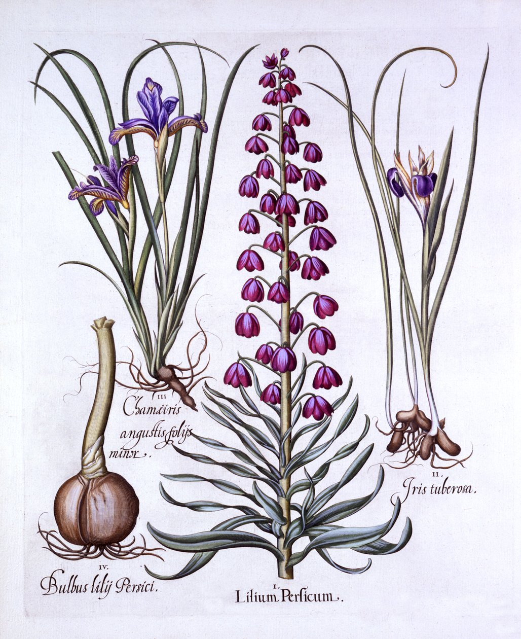Persian Lily and Irises, from Hortus Eystettensis by German School