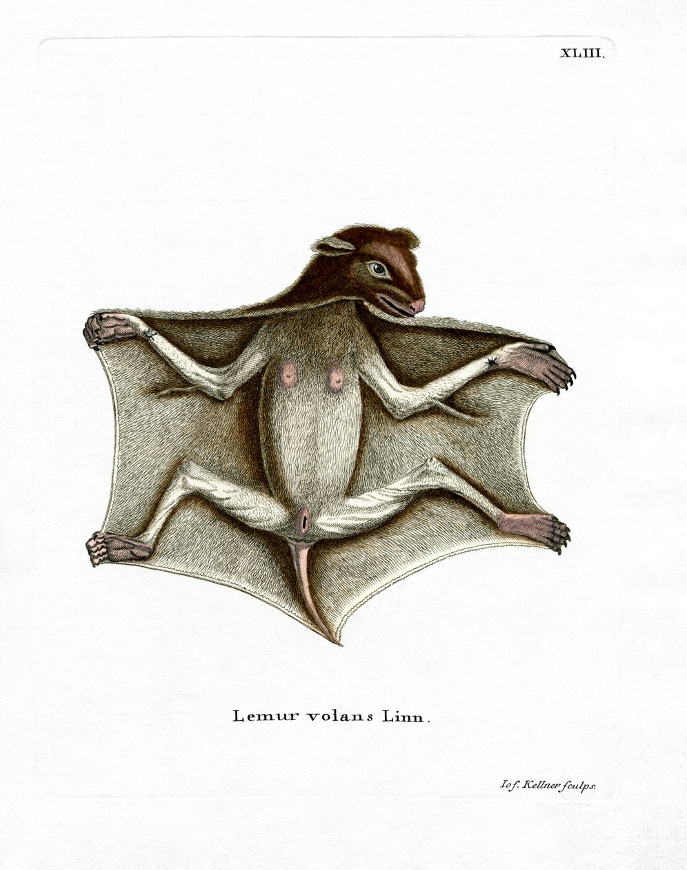 Philippine Flying Lemur (coloured engraving) by German School