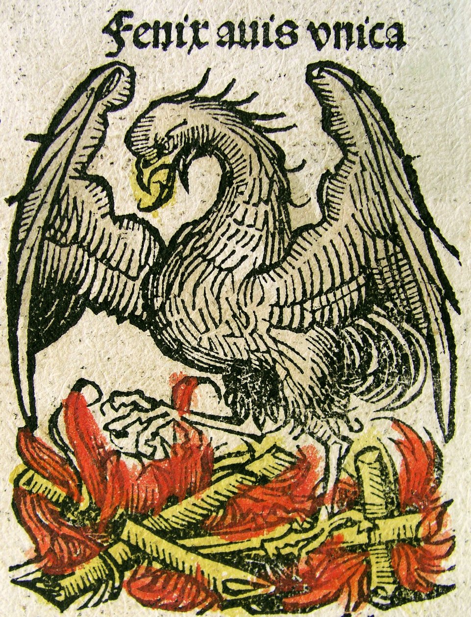 Phoenix by German School