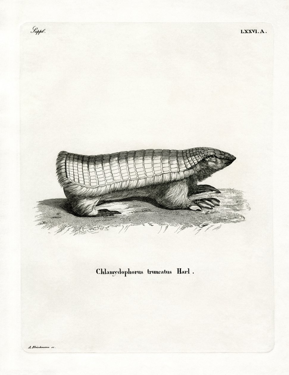 Pink Fairy Armadillo by German School